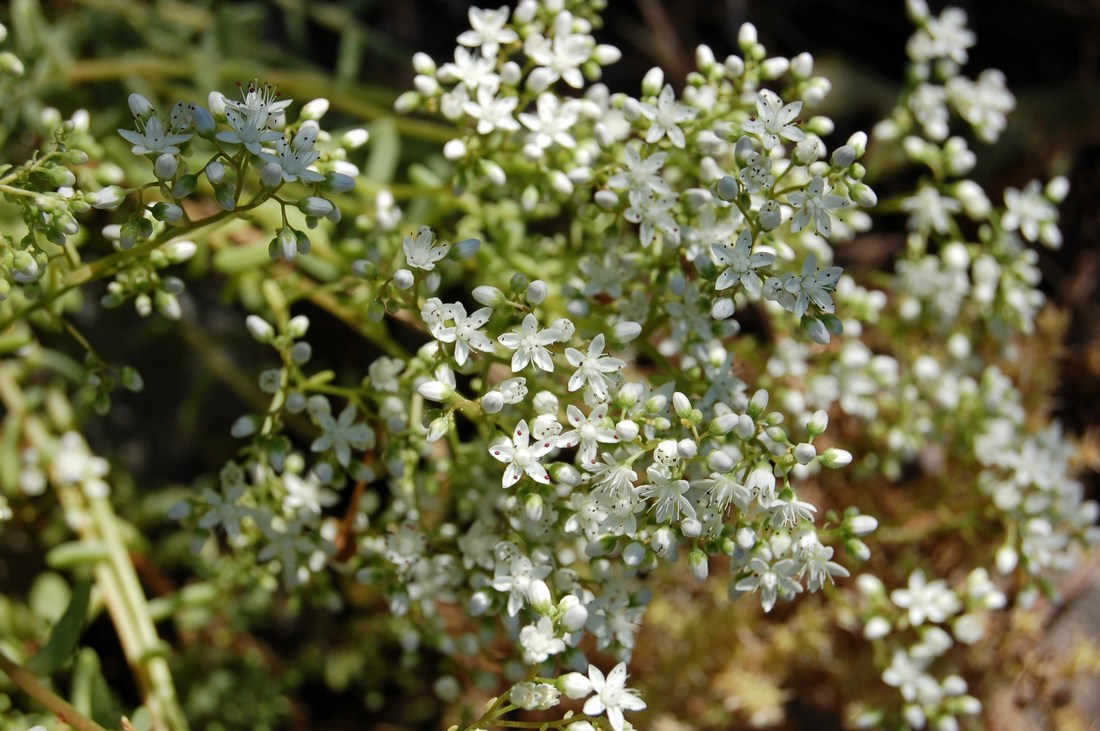 Un po'' di Sedum